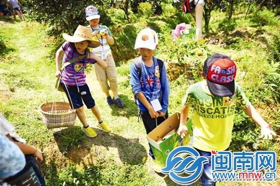 邊走邊吃，我們抬梨下山嘍