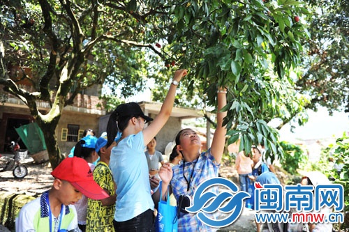 小記者三五成群，男生上樹(shù)摘，女生則在樹(shù)下伸長(zhǎng)胳膊摘